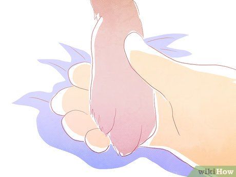 Step 5 实施安乐死的时候陪在爱宠身边。
