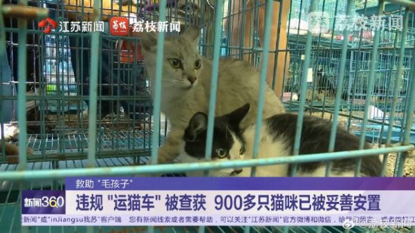 江苏警方拦截违规运猫车救下900余只猫含家养猫