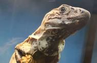 喜欢稀奇古怪小宠物？来官园宠物市场一探究竟