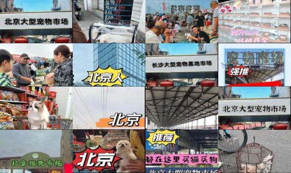 北京官园宠物市场买猫