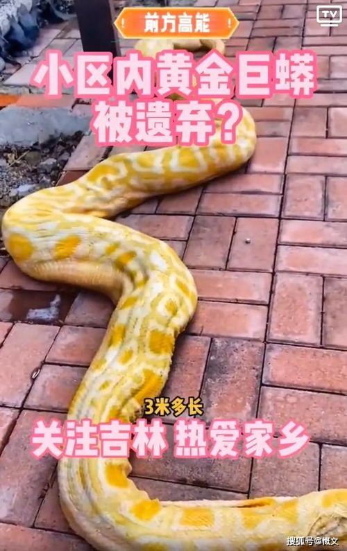 黄金蟒身金黄,鳞片闪耀,如宠物界明星。