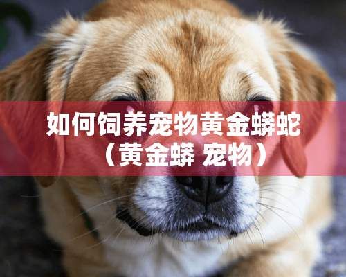 如何饲养宠物黄金蟒蛇（黄金蟒 宠物）