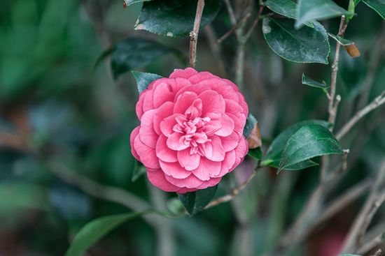 【干货分享】考宠物美容师c级证需要什么？工具介绍及学习重点！