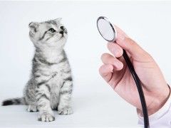 成都哪里可以治疗狗狗骨折
