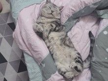 都江堰宠物猫死后处理 宠物死后处理