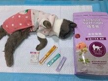 实体门店宠物火化 服务优质,细心专业