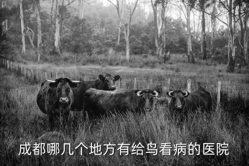 成都哪几个地方有给鸟看病的医院