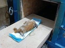 正规宠物火化 殡葬服务 态度好,欢迎来电