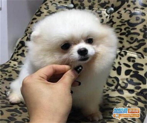 哈多利宠物乐园加盟费