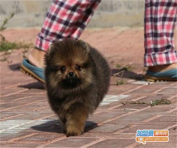 哈多利宠物乐园加盟费