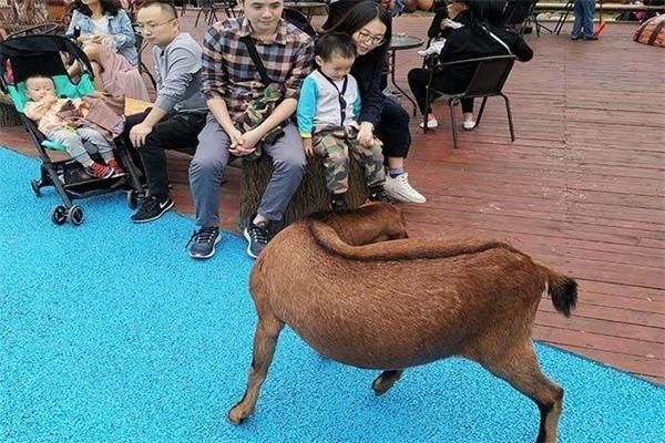贝塔萌宠乐园