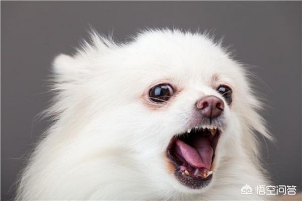 国美狗和博美:想养只小型犬，泰迪好还是博美好？