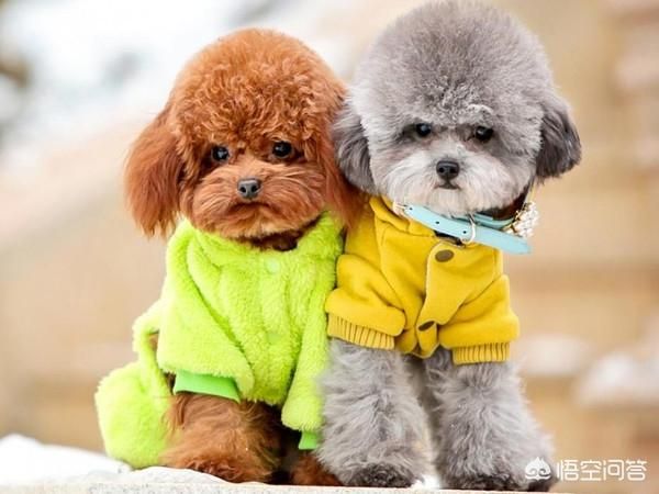 国美狗和博美:想养只小型犬，泰迪好还是博美好？