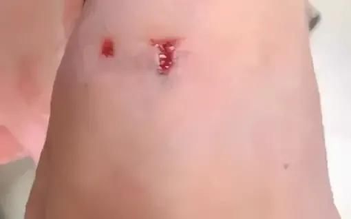 国美狗图片:一楼的大爷打伤了在自家窗户下排便的宠物狗，他的行为违法吗？