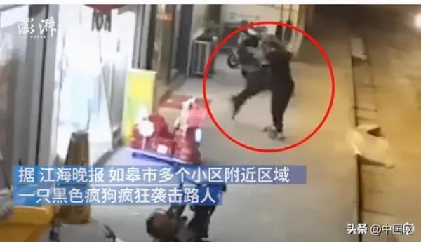国美狗图片:一楼的大爷打伤了在自家窗户下排便的宠物狗，他的行为违法吗？