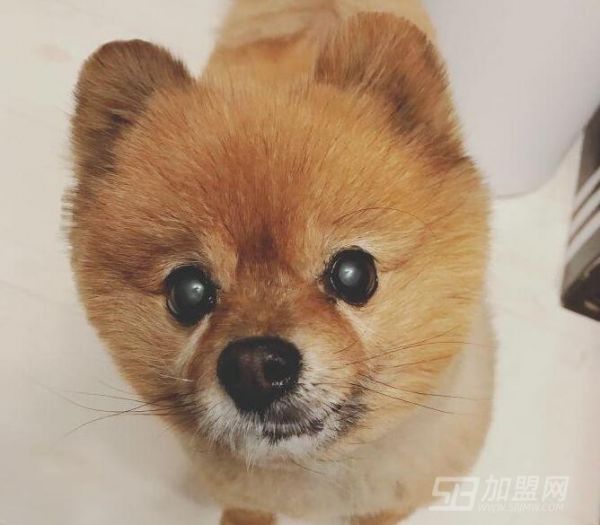 宠缘宠物加盟