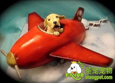 宠物狗航空托运过程中死亡