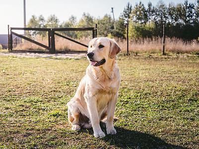 5个聪明的犬种，它们都有什么特点？