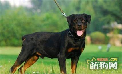 十大最聪明的狗狗排行榜