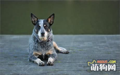 十大最聪明的狗狗排行榜