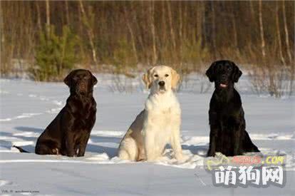十大最聪明的狗狗排行榜