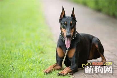 十大最聪明的狗狗排行榜