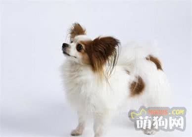 十大最聪明的狗狗排行榜