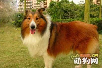 十大最聪明的狗狗排行榜