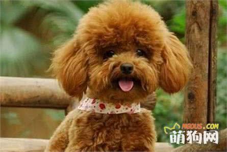 十大最聪明的狗狗排行榜