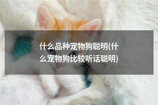 什么品种宠物狗聪明(什么宠物狗比较听话聪明)