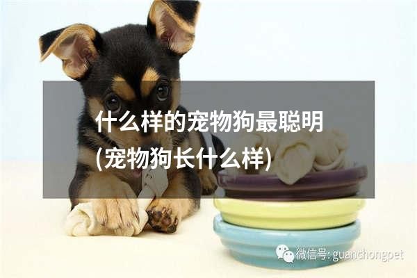 什么样的宠物狗最聪明(宠物狗长什么样)