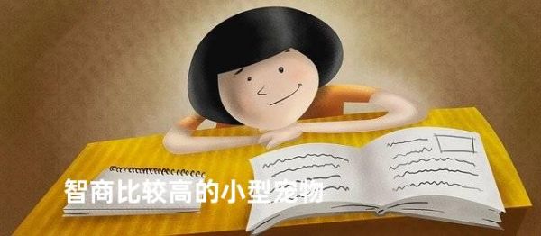 智商比较高的小型宠物