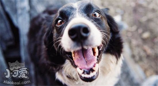 狗狗智商排名TOP10 其中有你喜欢的狗狗吗