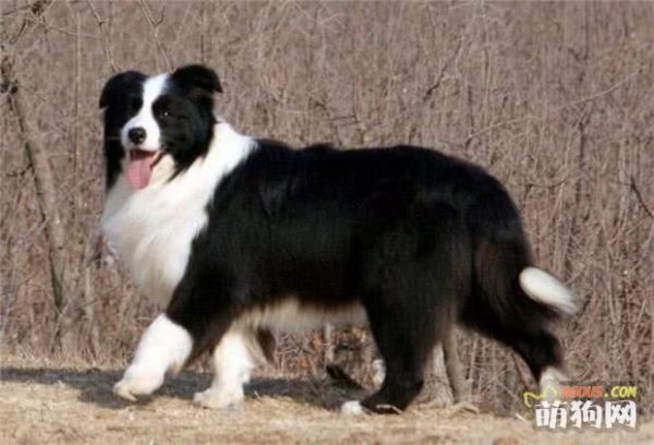 什么狗智商高，智商排行榜前十的狗狗都有哪些