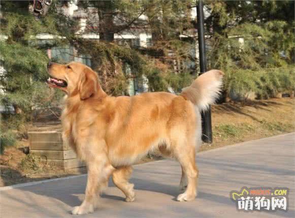 什么狗智商高，智商排行榜前十的狗狗都有哪些