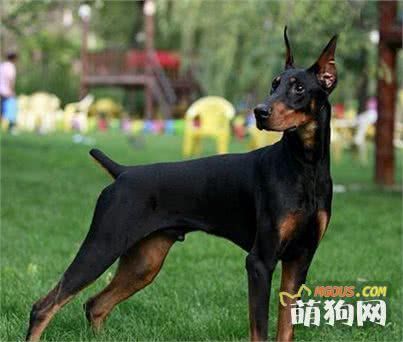 什么狗智商高，智商排行榜前十的狗狗都有哪些