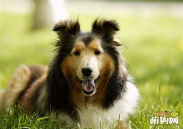 什么狗智商高，智商排行榜前十的狗狗都有哪些
