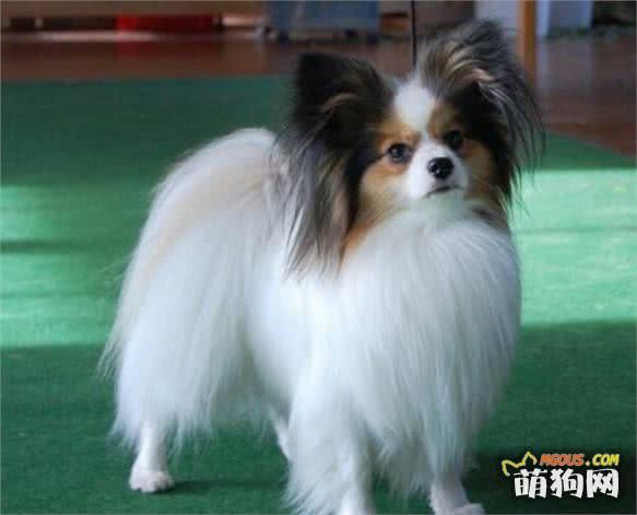 什么狗智商高，智商排行榜前十的狗狗都有哪些
