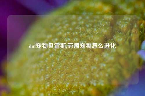 dnf宠物贝雷斯,劳姆宠物怎么进化