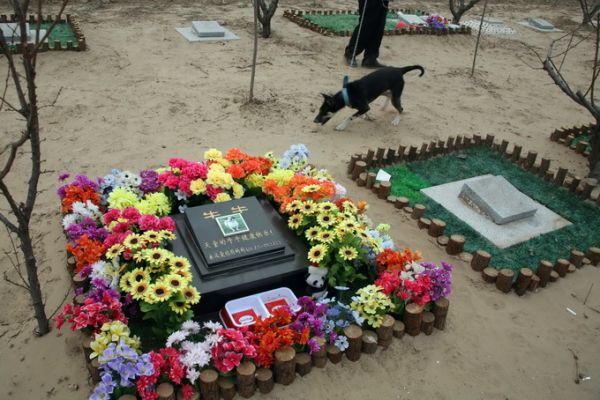 北京宠物墓地报价2000到5000元不等 火化和墓碑收费另算仍受热捧 | 北