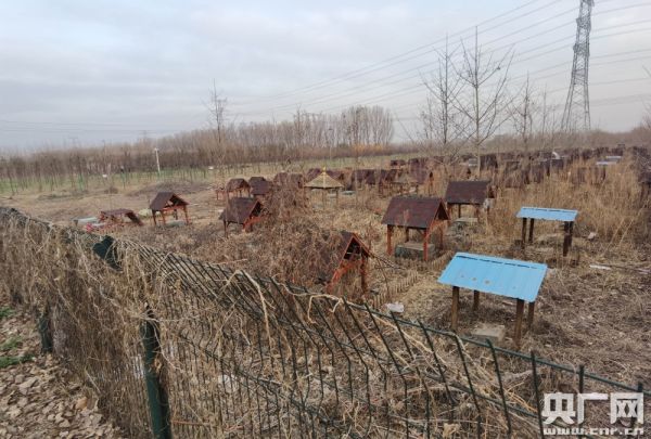 北京大兴区天使城宠物墓园(央广网记者 梁爽 摄)
