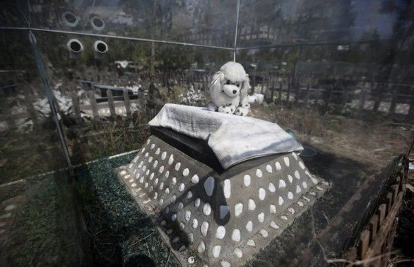 北京近郊宠物公墓主人带狗粮玩具祭扫