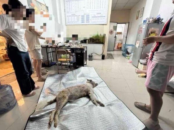 狗狗疑被宠物店放烘干箱1小时烤死