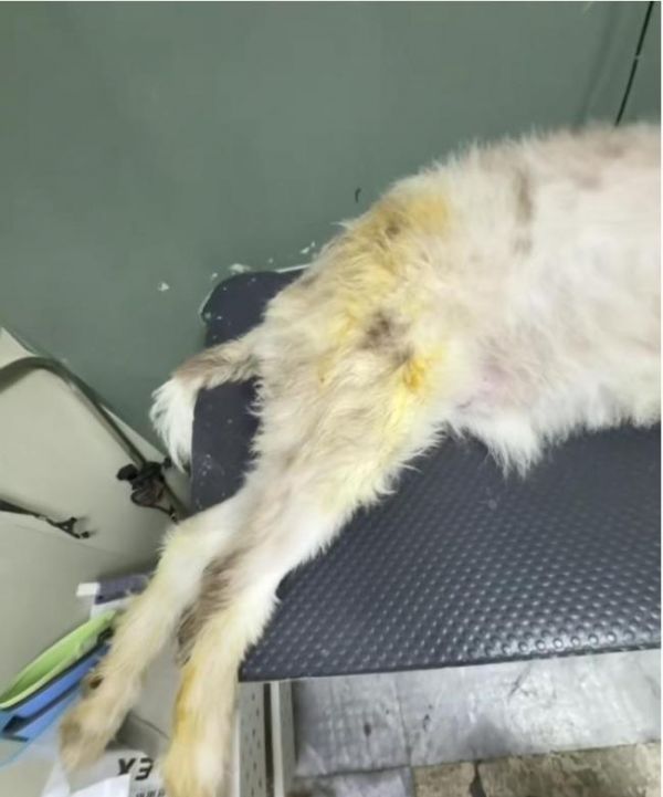 狗狗疑被宠物店放烘干箱1小时烤死 宠物店操作引争议