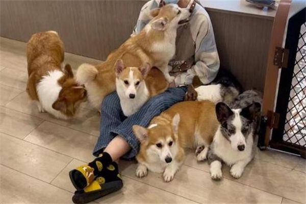 宠物狗加盟
