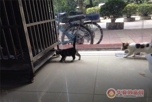 老友狗狗宠物店加盟