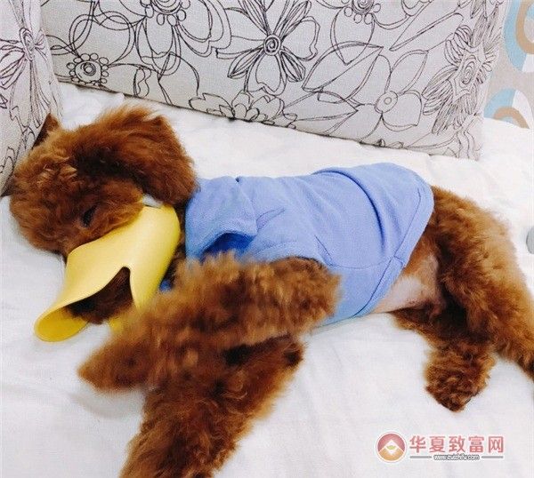 老友狗狗宠物店加盟