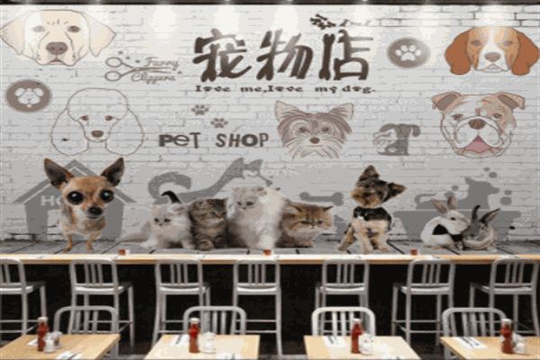 狗狗生活宠物店