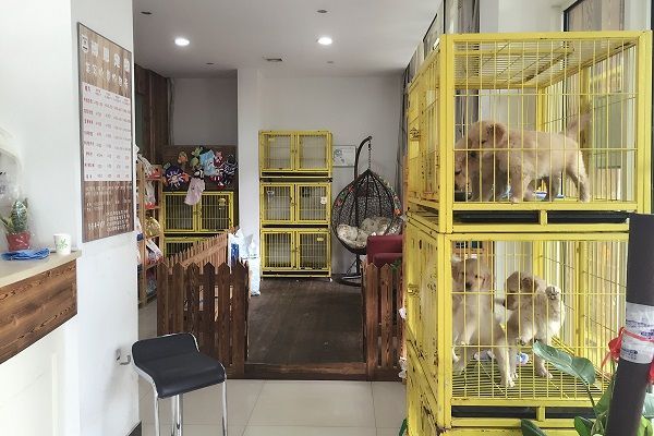 开个宠物店成本及加盟条件一览