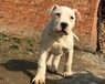 杜高犬价格_多少钱一只